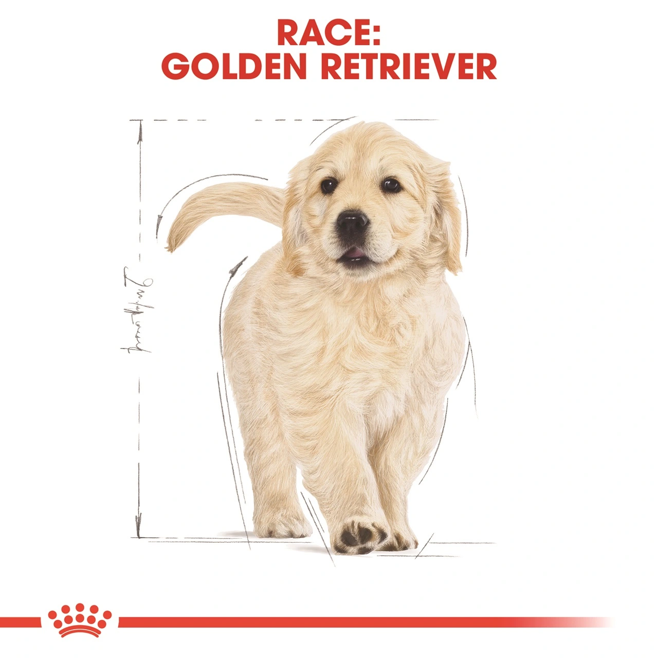 Royal Canin Golden Retriever Puppy 12 kg - tørfoder til hvalpe